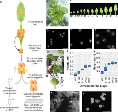 RNA-seq analysis of synchronized developing pollen isolated from a single anther